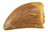 Serrated, Carcharodontosaurus Tooth - Real Dinosaur Tooth #276035-1